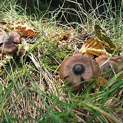 photo "some incredible mushrooms"