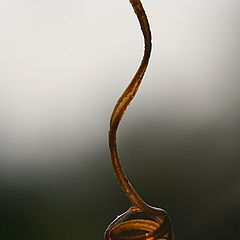 photo "Drop"