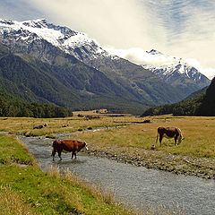 photo "Happy Cows"