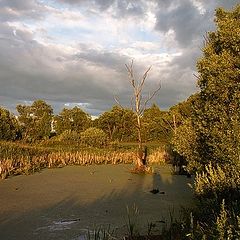 photo "Swamp"