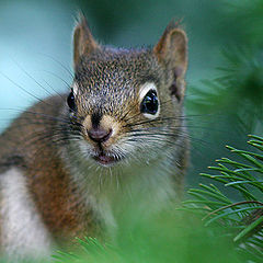 photo "Squirrel"