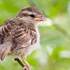 photo "Sparrow"