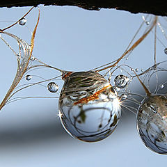 photo "The drops"