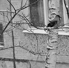 photo "Snow, coldly. I`m simply crow..."