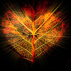 photo "Autumn heart"