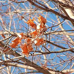 photo "The autumn leaves..."