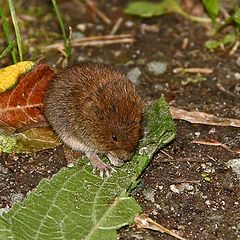 photo "Little mouse"
