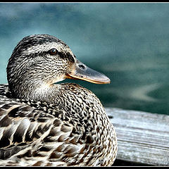 photo "."