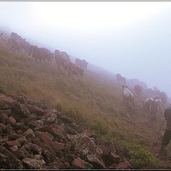 photo "Foggy morning in mountains"