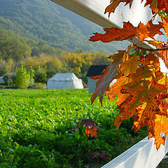 фото "Autumn In Oak Glen"