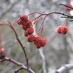 photo "First frost"