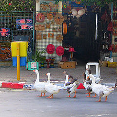 photo "Geese they and in Africa geese:-)"