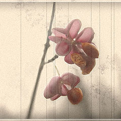 photo "Two flowers on branch. Springtime."