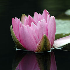 photo "Waterlily"