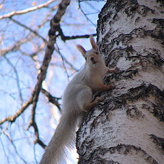 photo "Highly I sit, far I look..."