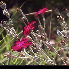 photo "Resistance red and green.."