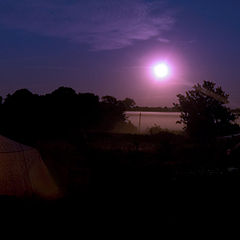 photo "froggy night's coming"