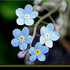 photo "The Forget-me-not."