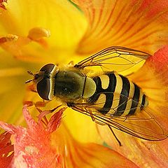 photo "Fly in a nasturtium"