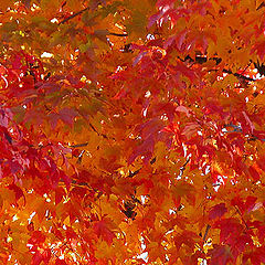 фото "fall colour"