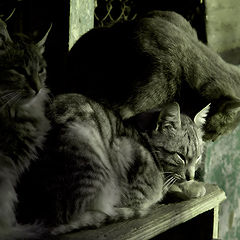 photo "cats"