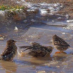 photo "Winter bathing or feathery "walruses""