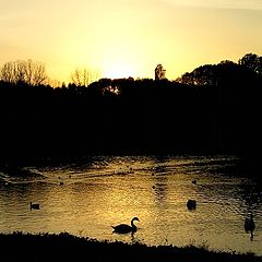 photo "Sunset and swans..."