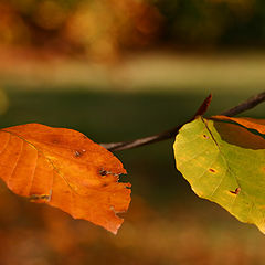 photo "Autumn in Germany"