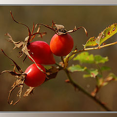 photo "Autumn"