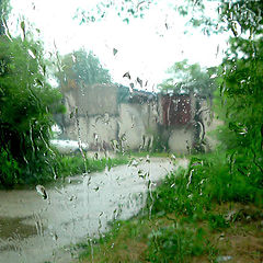 photo "Through the rain"