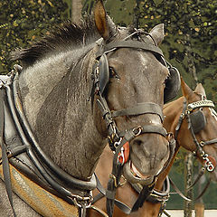 photo "Tracers, Harness, Blinkers and Bit"