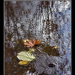 photo "Late Autumn islet"