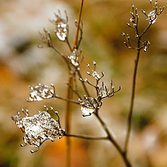 фото "Diamond of the first water"