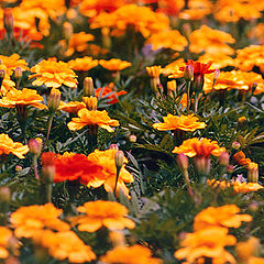 photo "field of flowers"