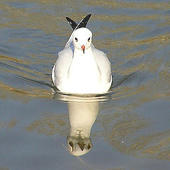 photo "Plasticine seagull"