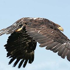 photo "golden eagle in flight"