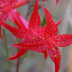 фото "Gilia flowers"