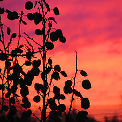 photo "Three hours prior to the first snow"