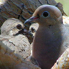photo "Desert Doves"