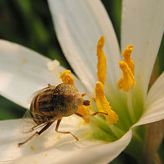 photo "Lunch Time"