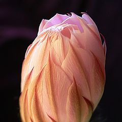 фото "Цветок кактуса"