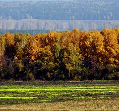 photo "different levels of autumn"