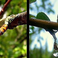 photo "Fairy tale on droplets"