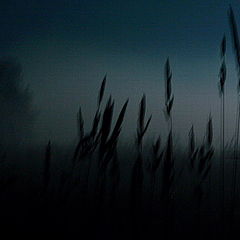 photo "Foggy night"