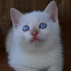 photo "Rural baby-cat"