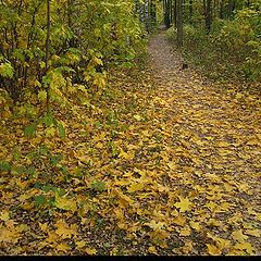 photo "Fall Of Leaves"