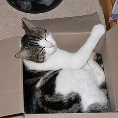 photo "Boxes are so comfortable...."