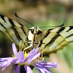 фото "butterfly"