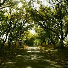 фото "In a shadow of trees"