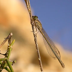 photo "beach dragonfly"